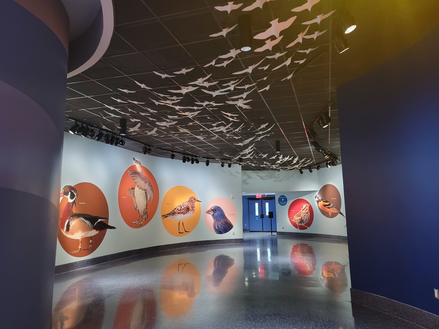 Bird House - the Flyway