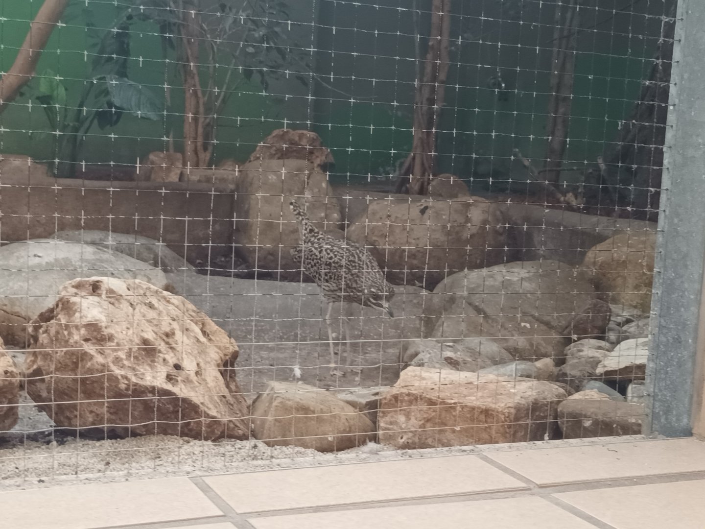 Bird House Thick Knee