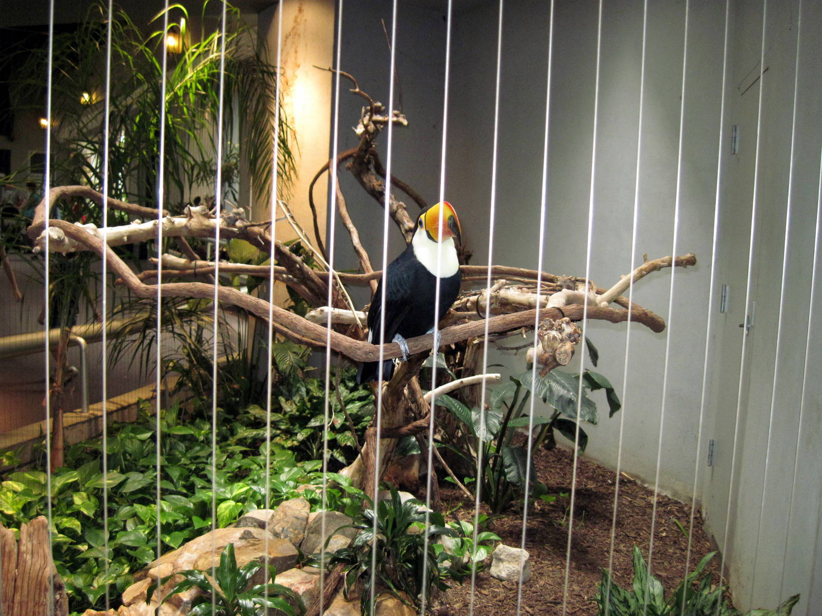 Bird House-Toco Toucan