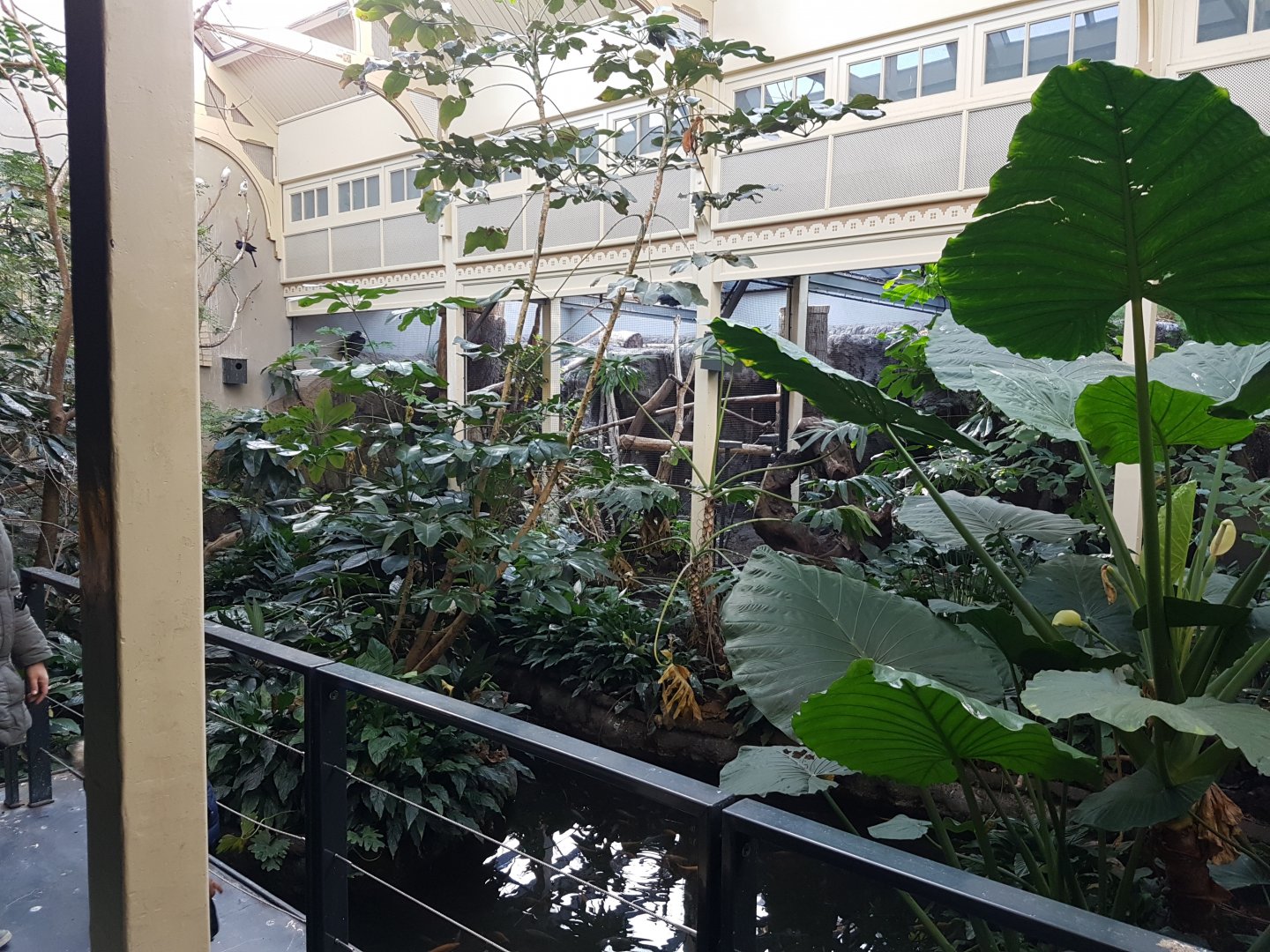 Bird-house - Tropical part