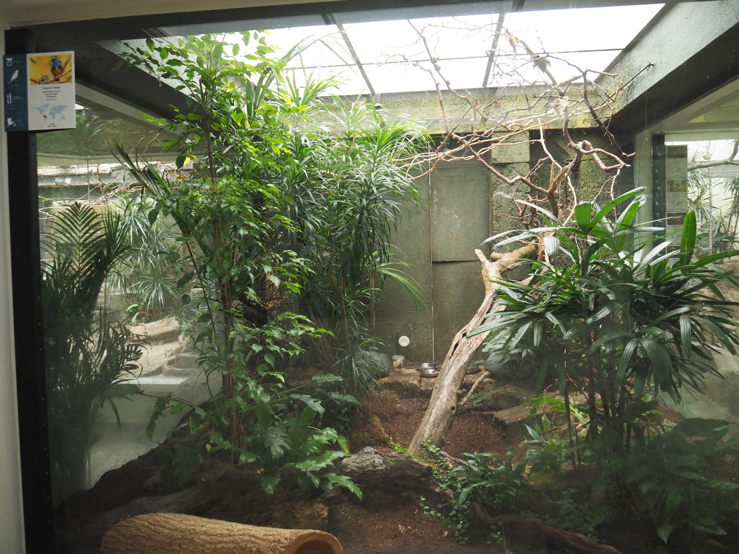 Bird house - Turquoise tanager aviary, 2021-07-17