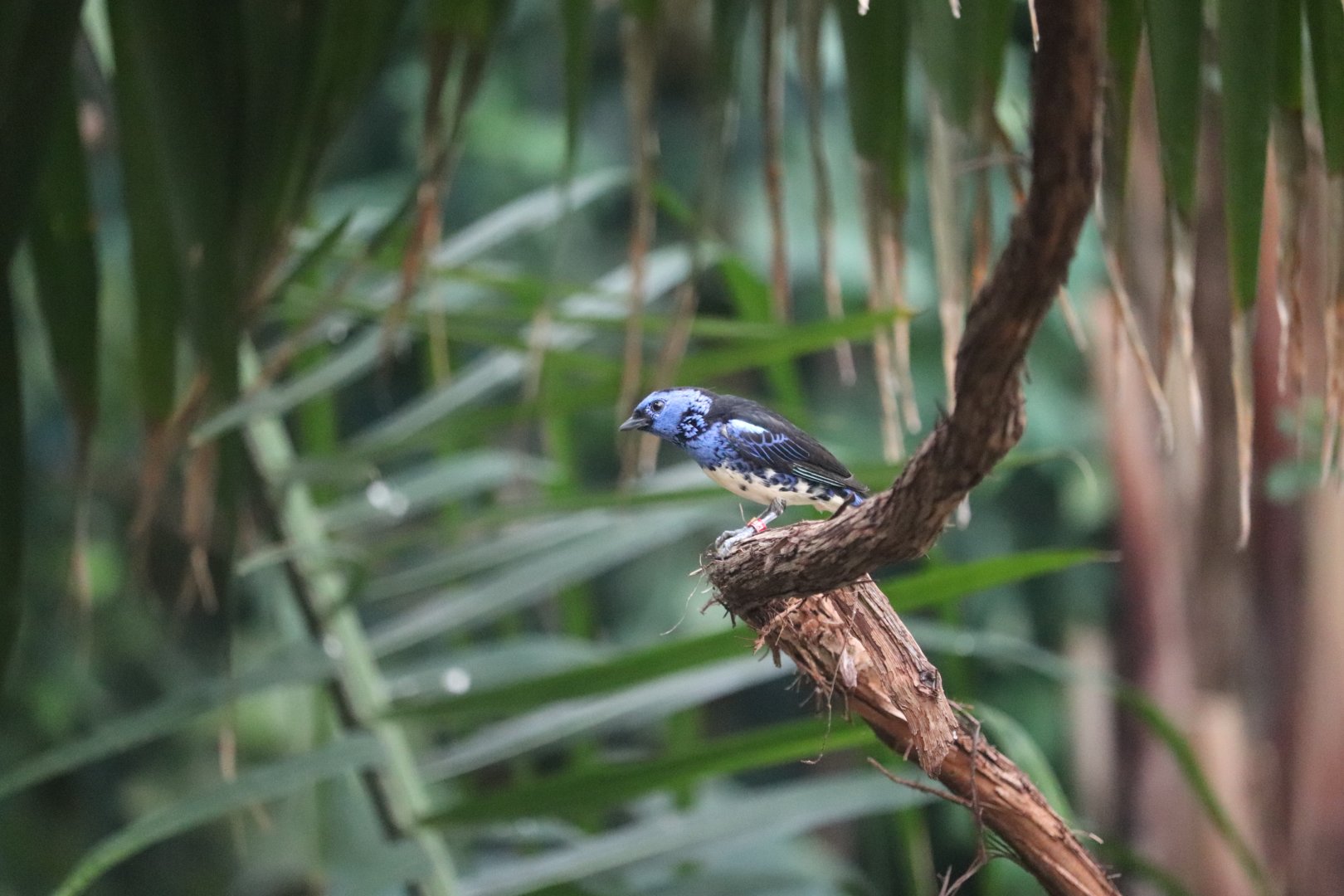 Bird House - Turquoise Tanager