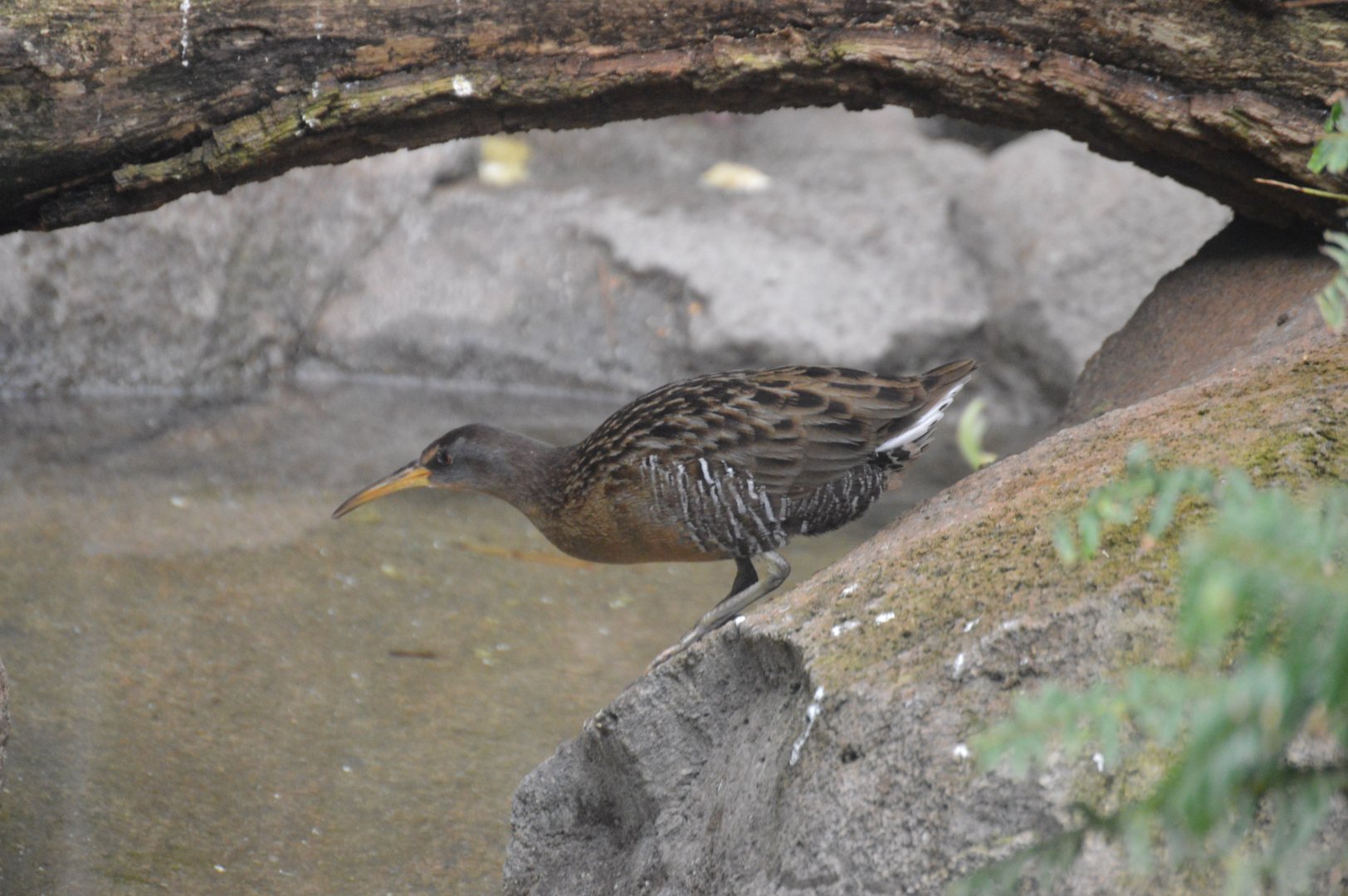 Bird House - Unsigned Clapper Rail (Rallus crepitans)