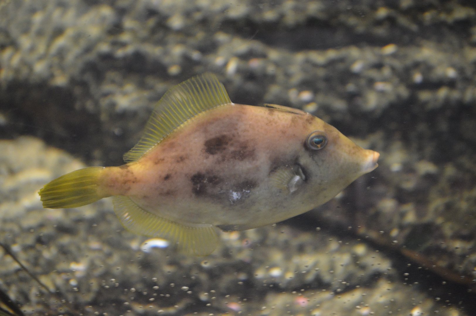 Bird House - Unsigned Planehead filefish (Stephanolepis hispida)