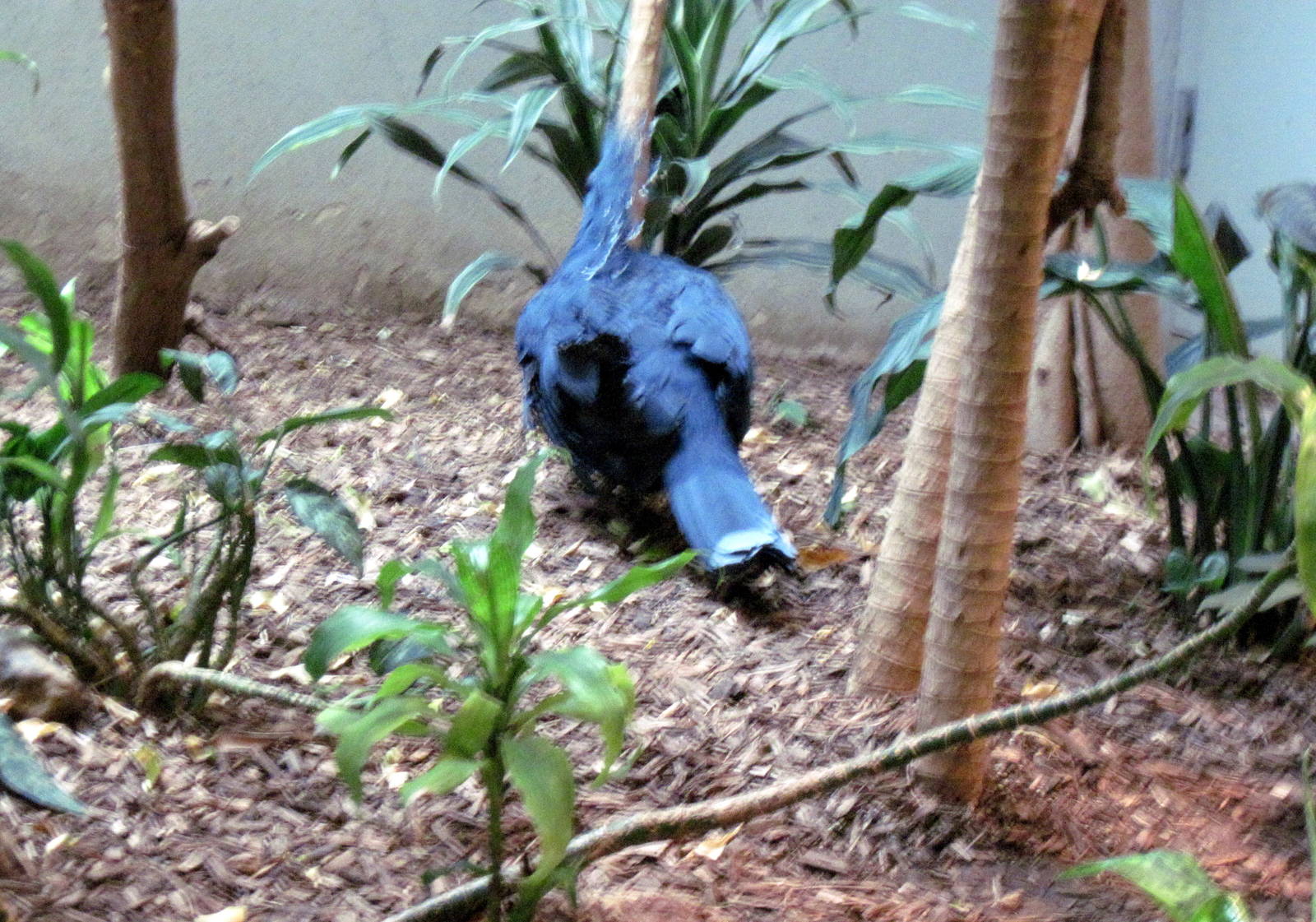 Bird House-Victoria Crowned Pigeon