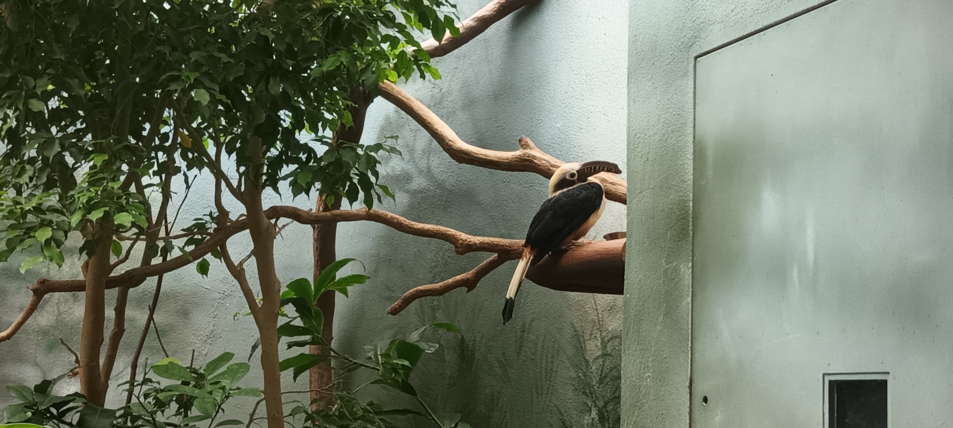 Bird House: Visayan Hornbill