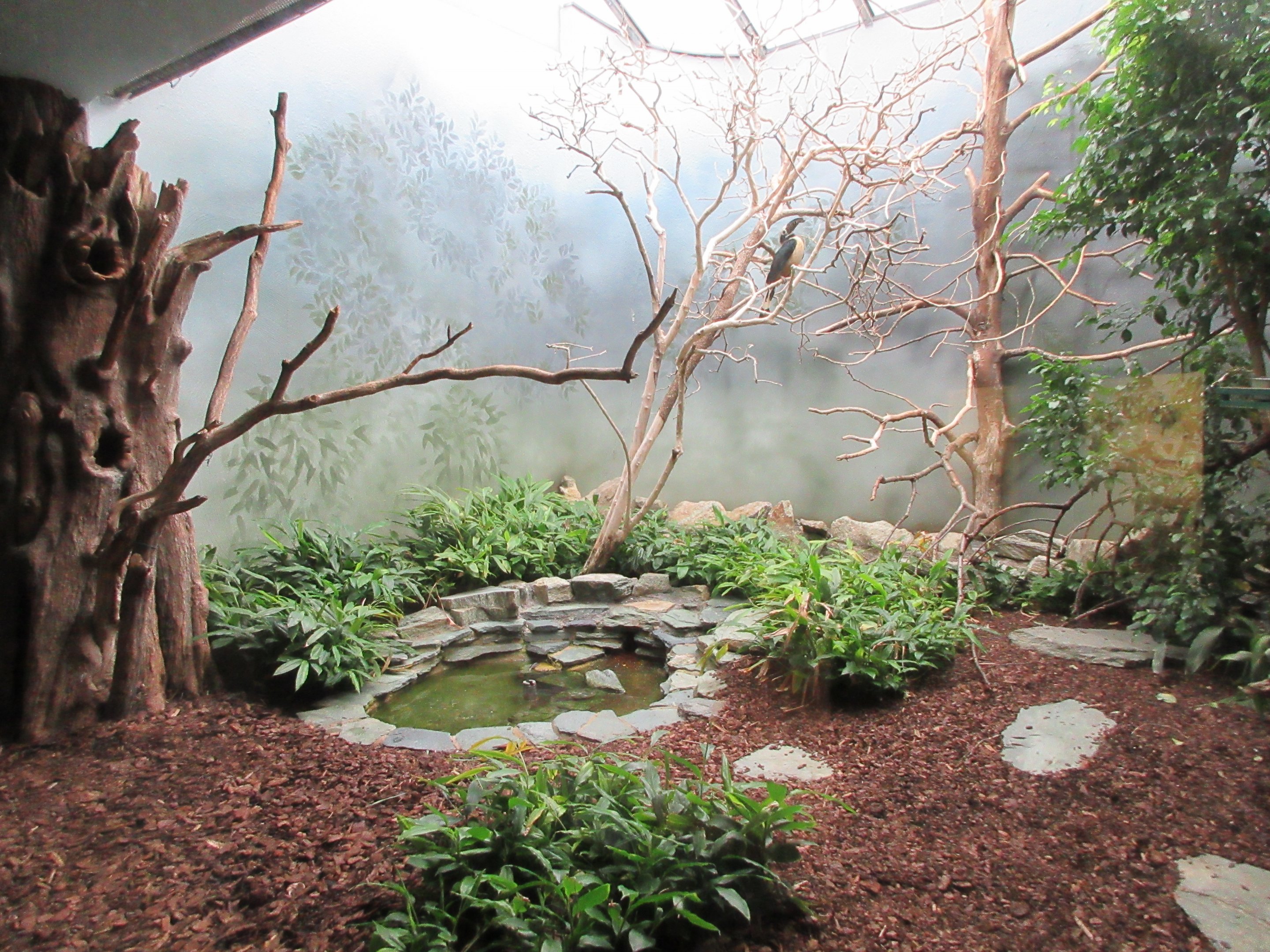 Bird House - Visayan Tarictic Hornbill Aviary