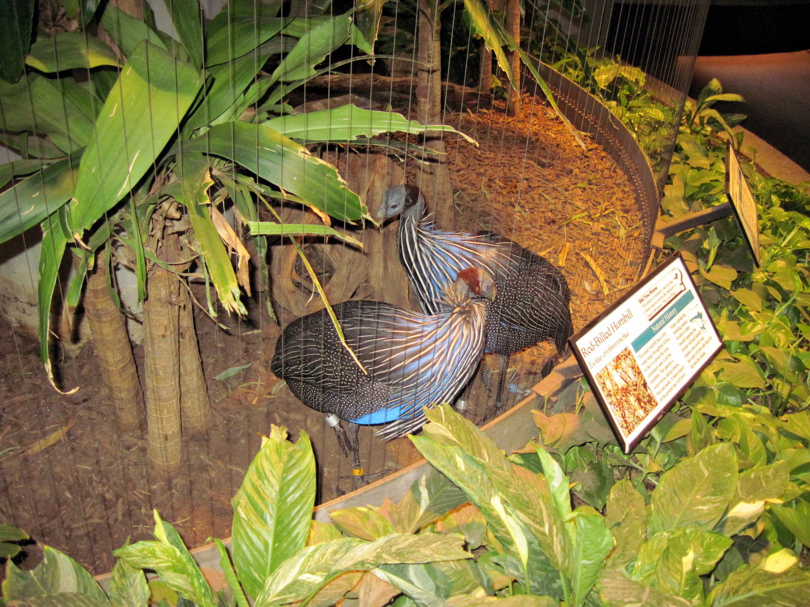 Bird House-Vulturine Guineafowls