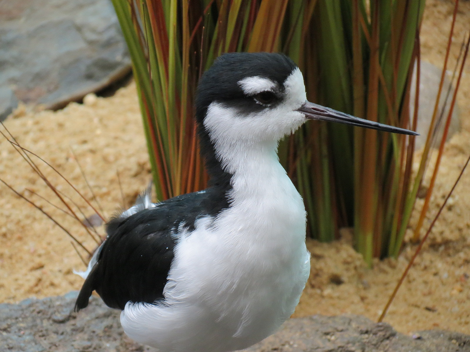 Bird House - Waterfowl Aviary - Black-necked Stilt
