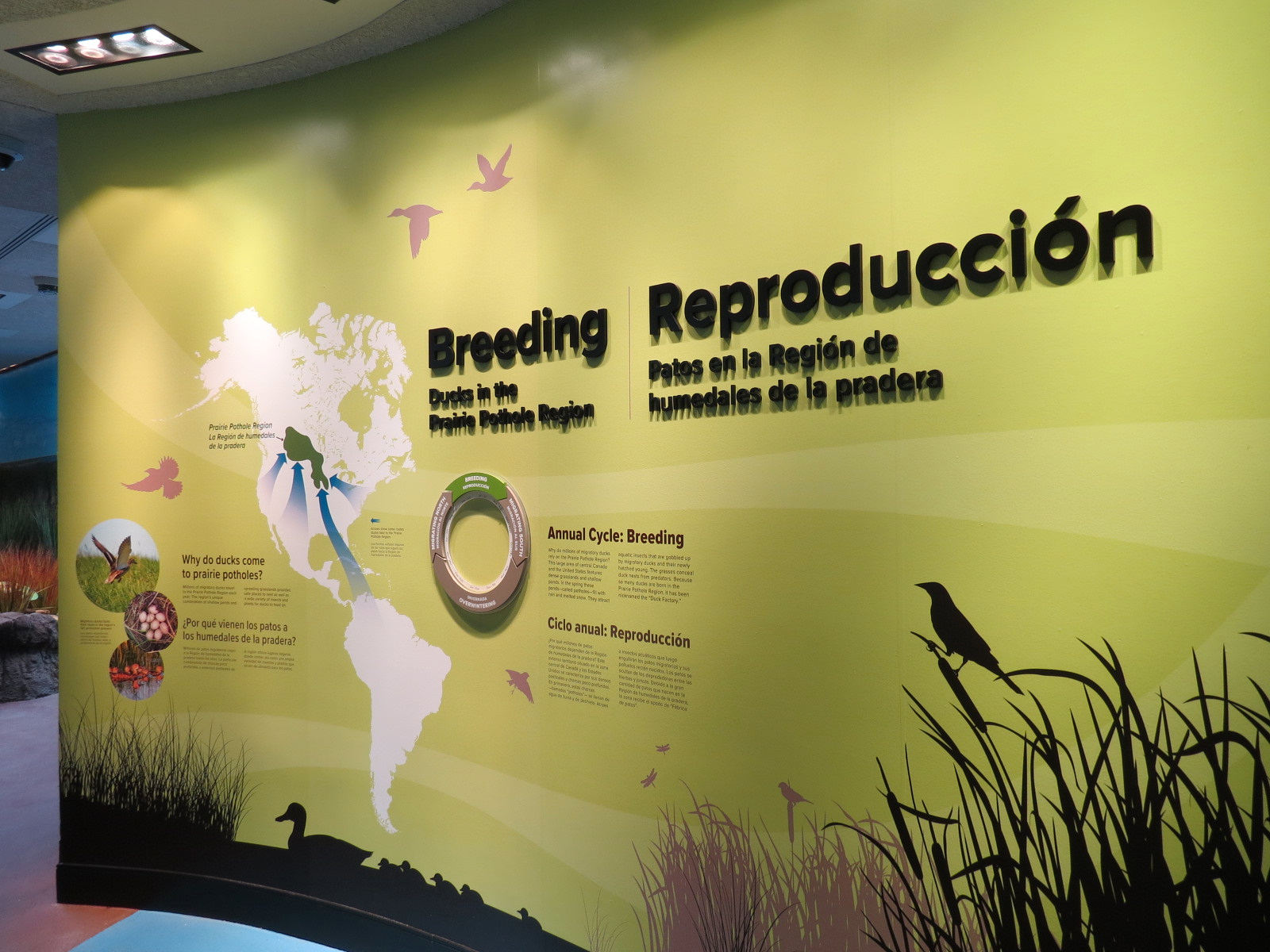 Bird House - Waterfowl Aviary