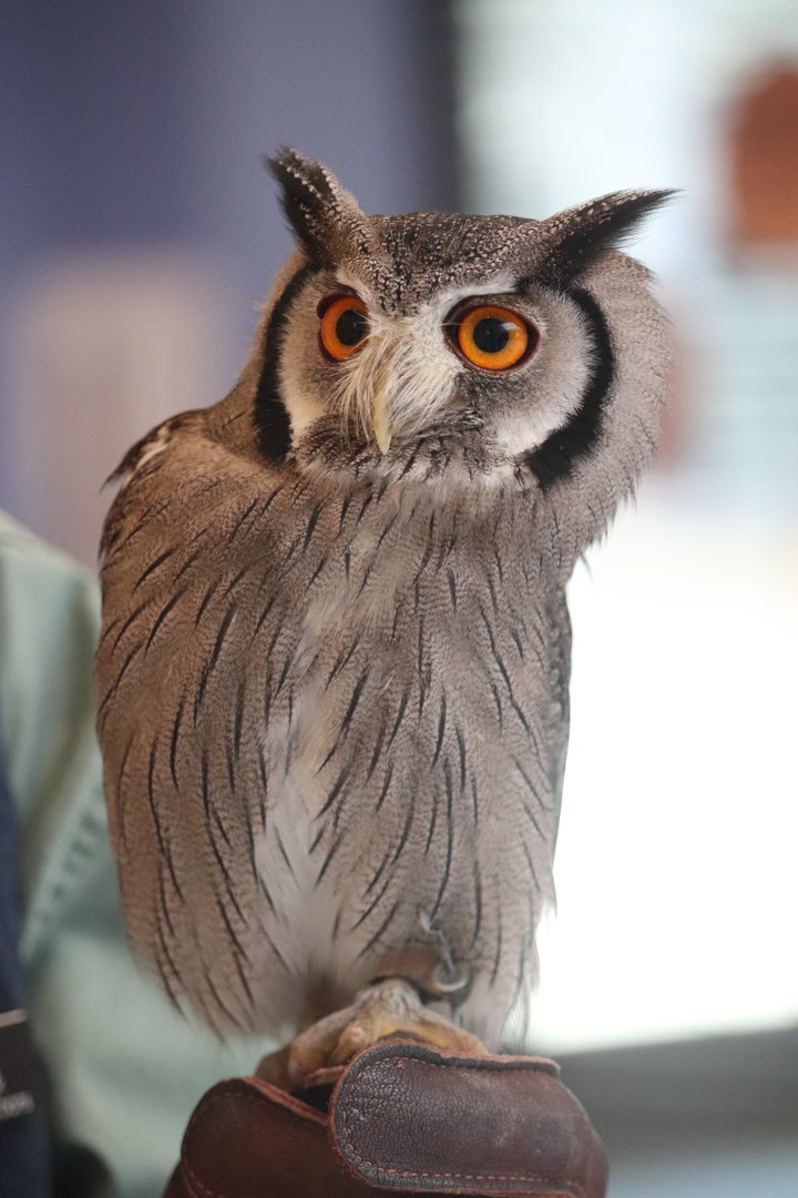 Bird House - White-Faced Owl