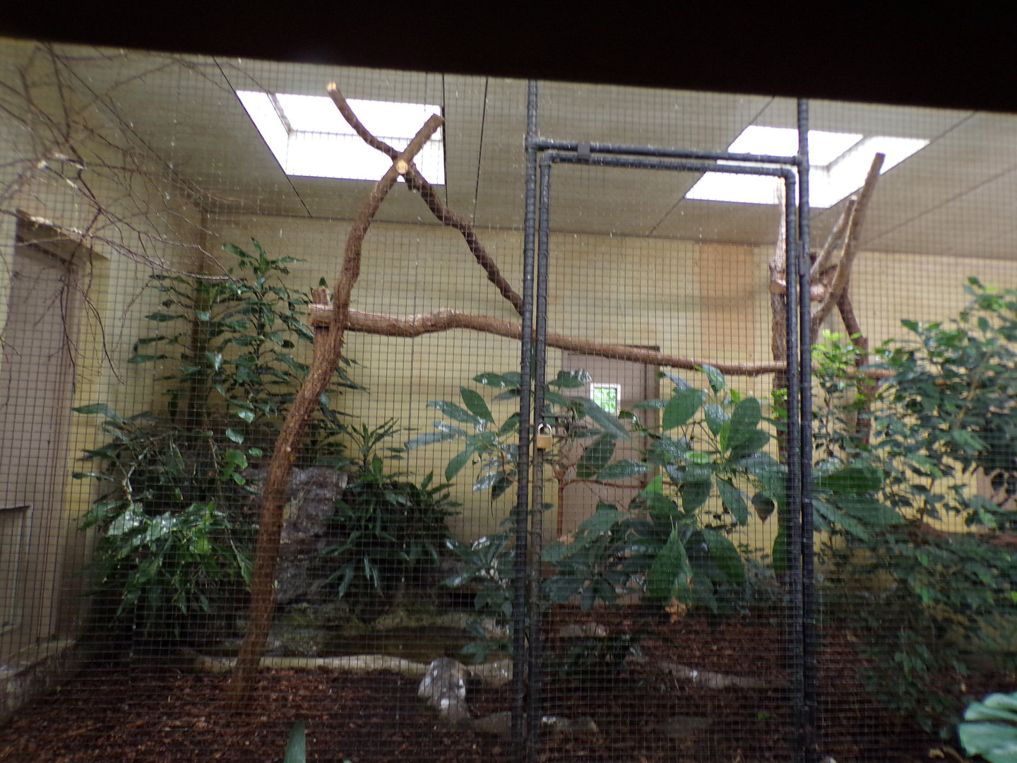 Bird house- White-rumped shama, Grosbeak Starling and Emerald dove indoors 6.7.23