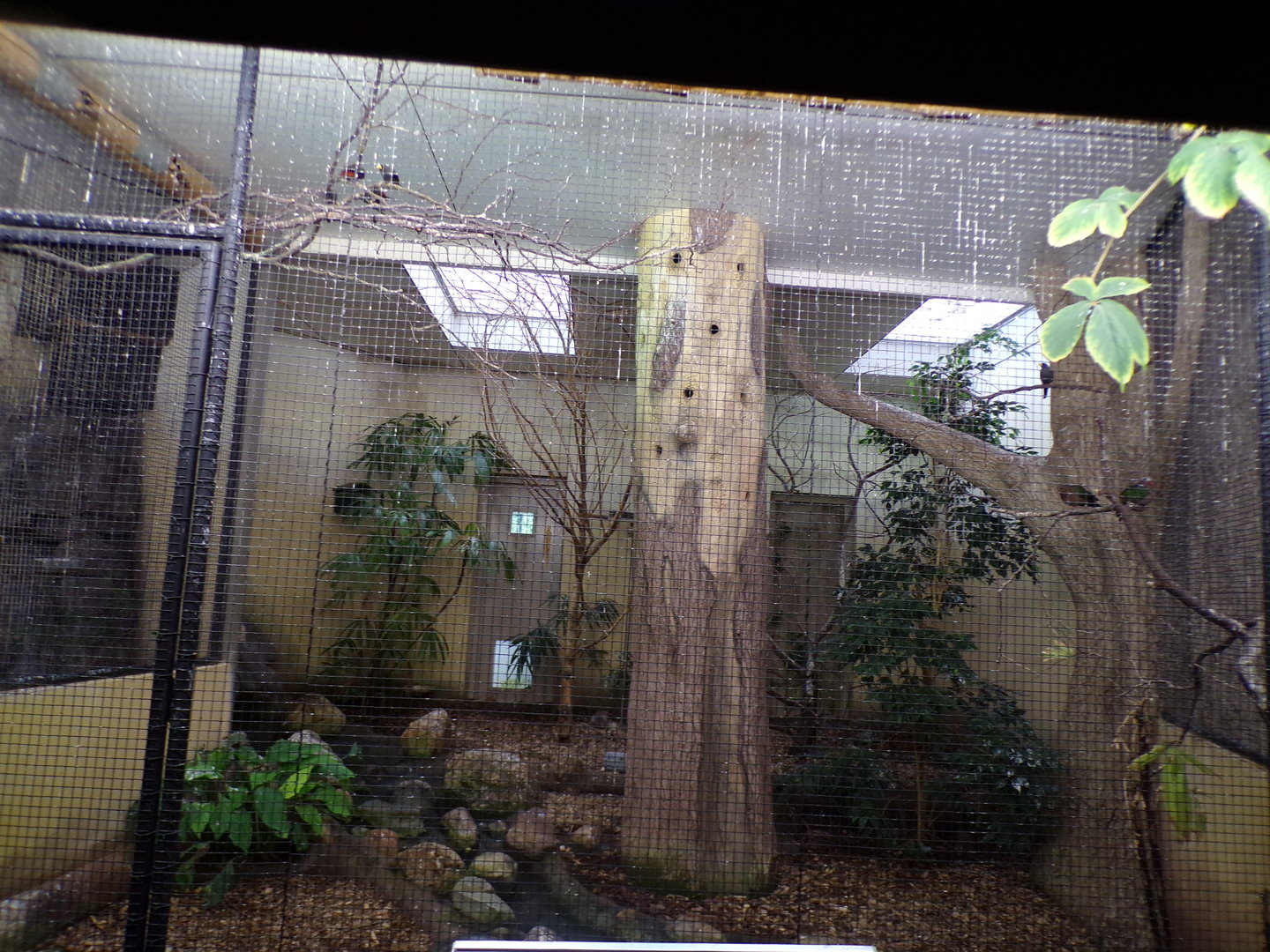 Bird house- White-rumped shama, Grosbeak Starling and Emerald dove indoors 6.7.23