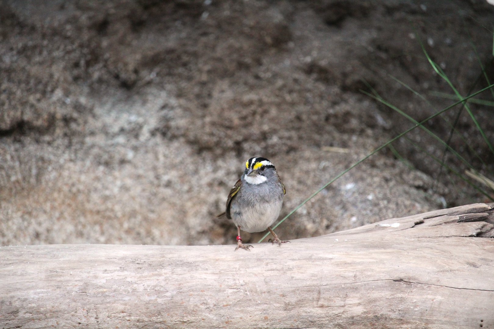 Bird House - White-throated Sparrow