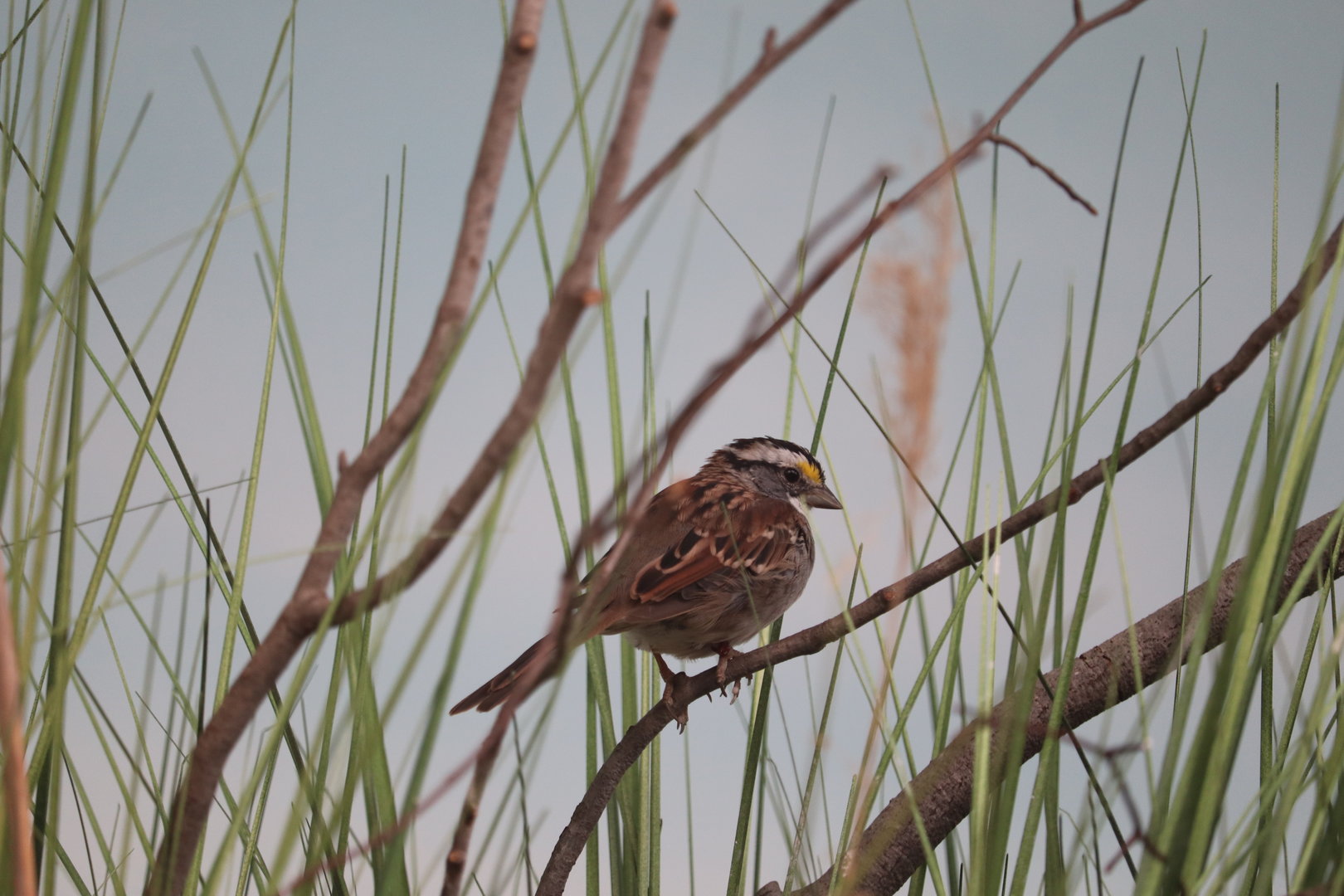 Bird House - White-Throated Sparrow