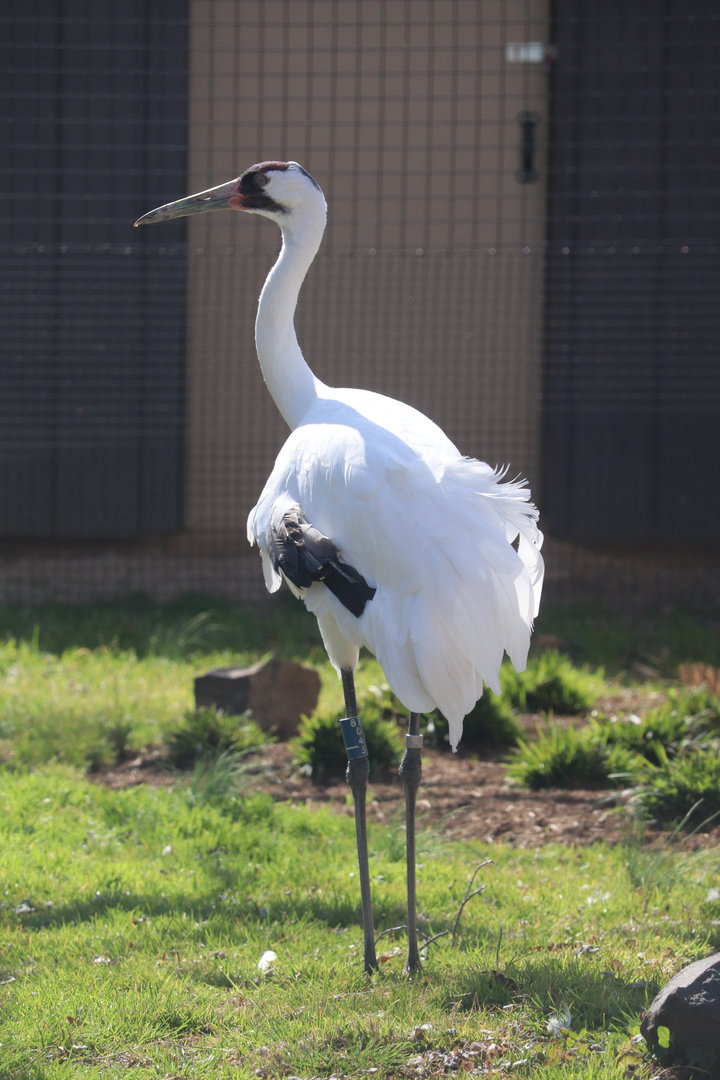 Bird House - Whooping Crane