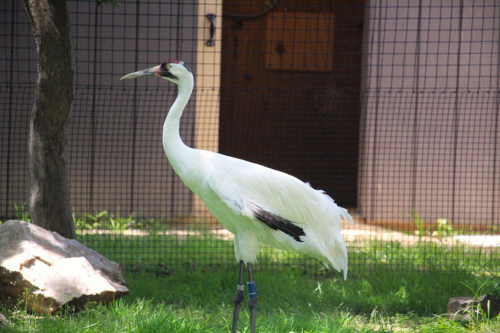 Bird House - Whooping Crane