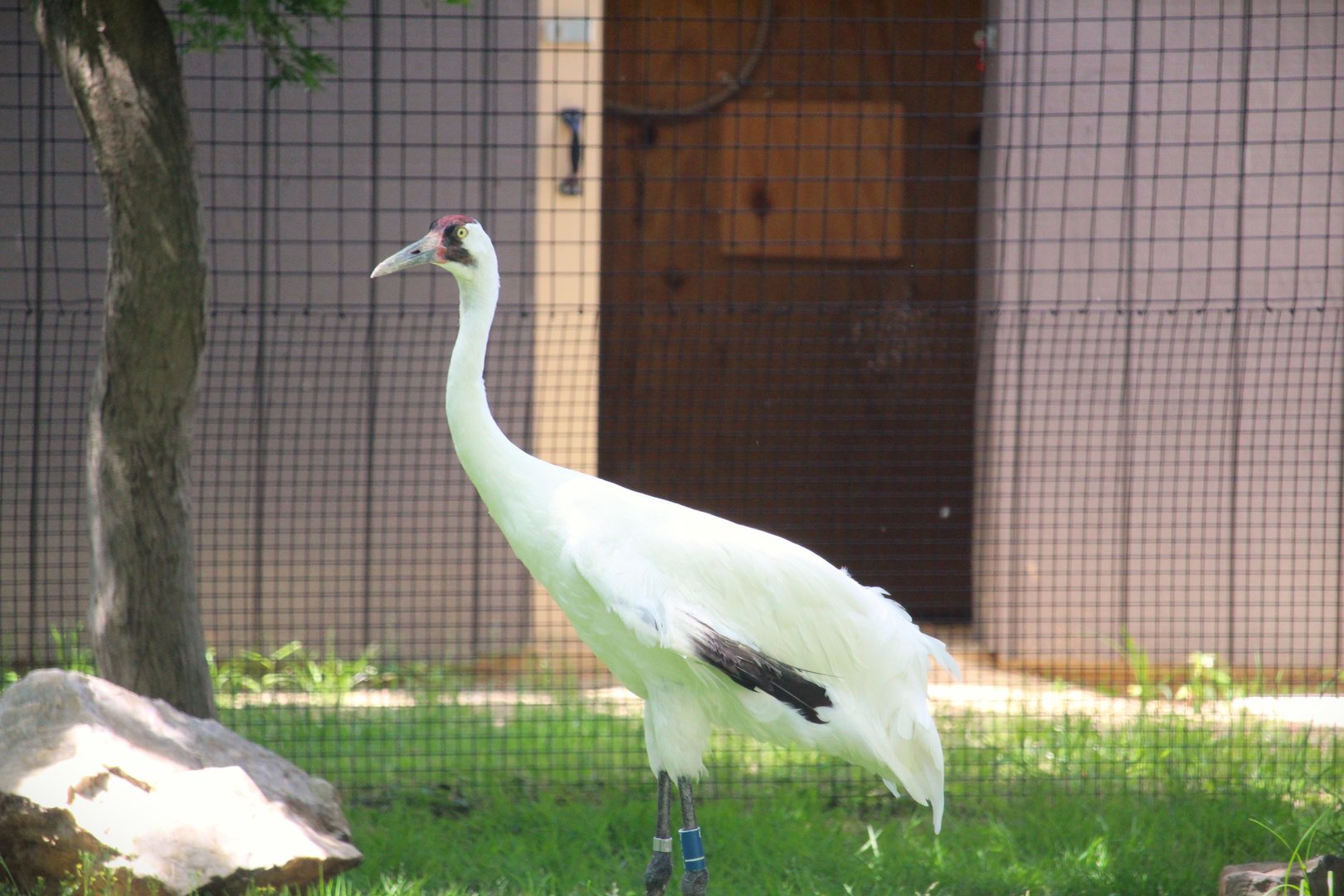 Bird House - Whooping Crane