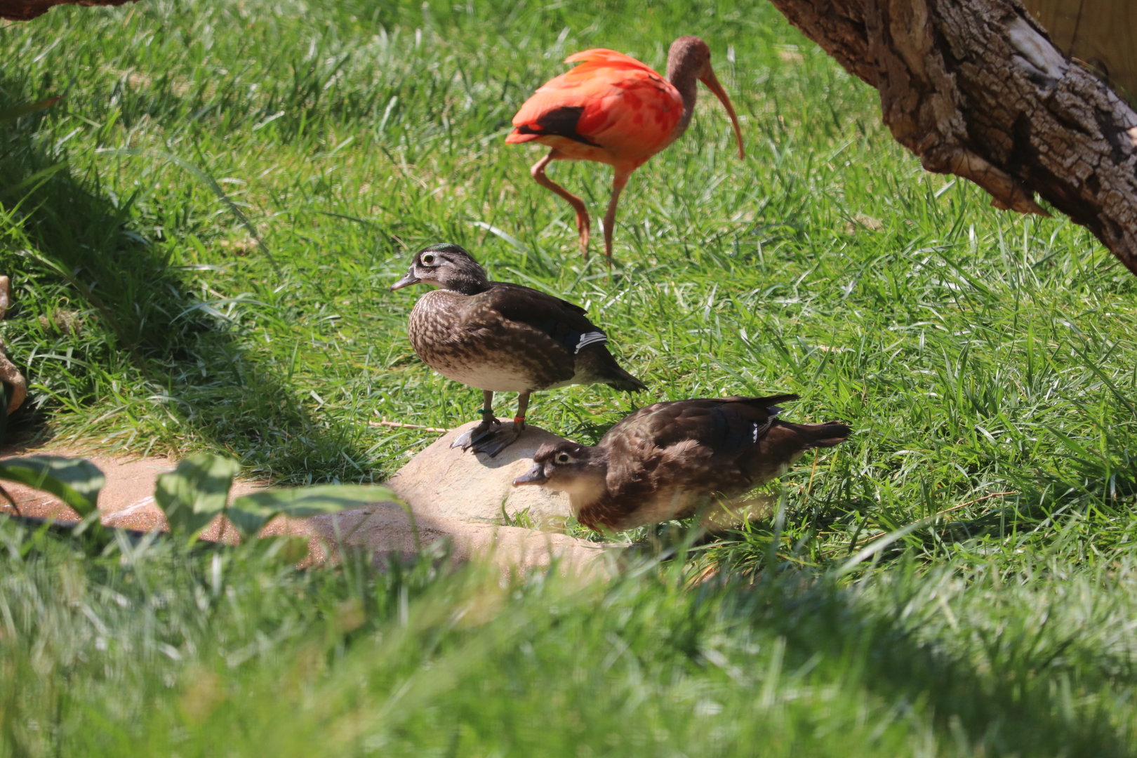 Bird House - Wood Duck - Scarlet Ibis