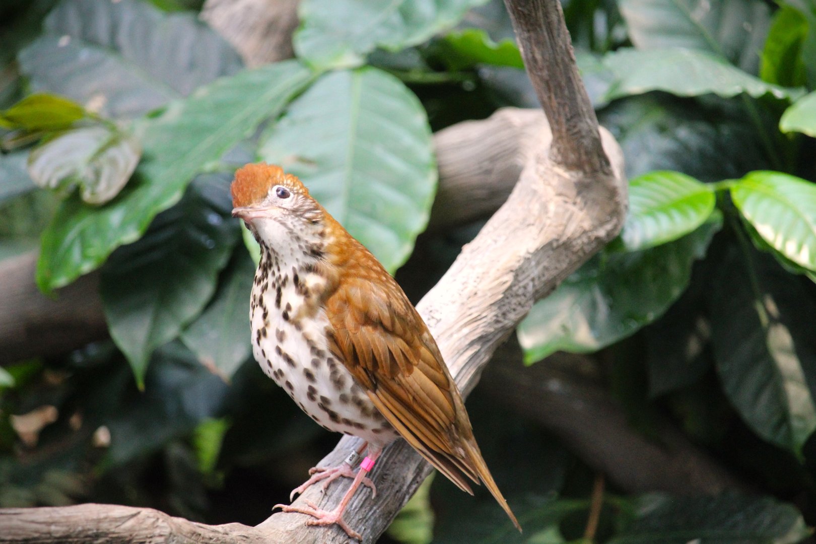 Bird House - Wood Thrush