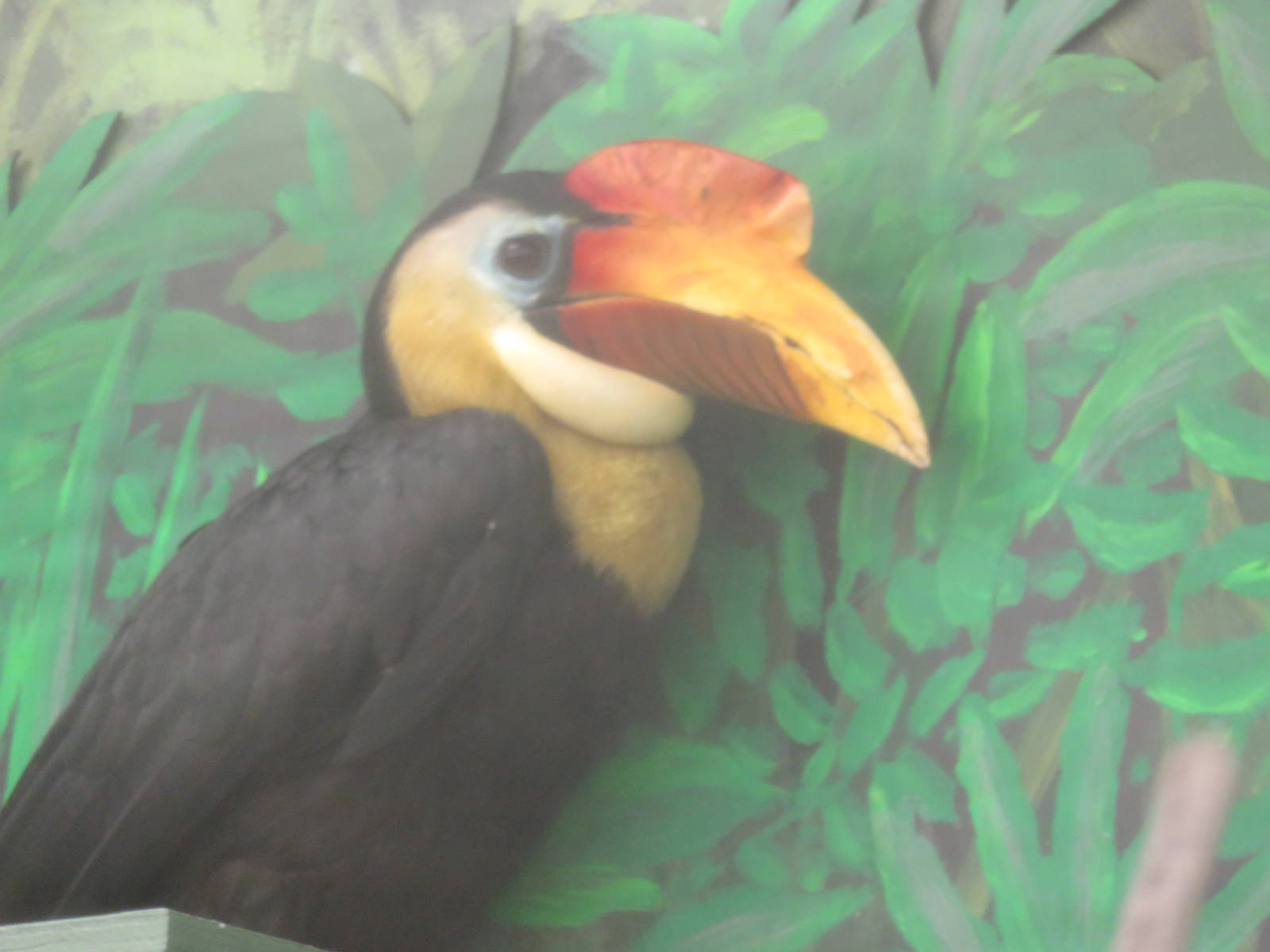 Bird House - Wrinkled Hornbill