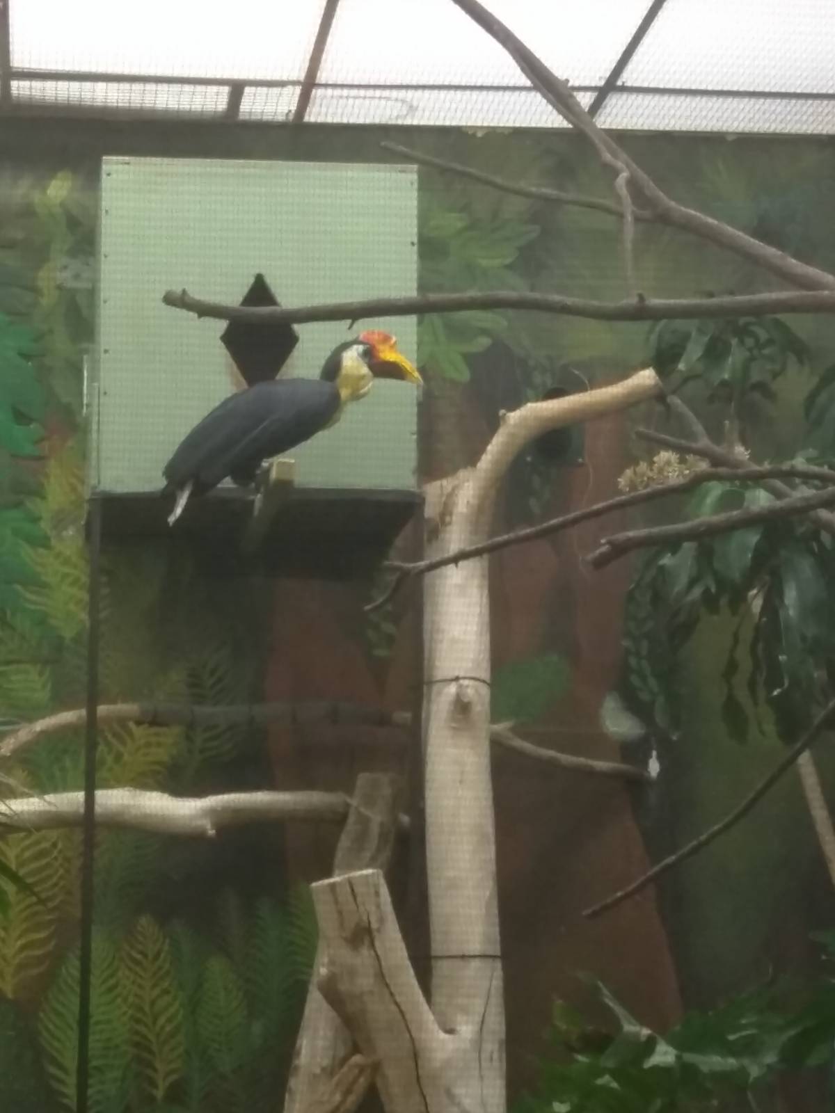 Bird House - Wrinkled Hornbill