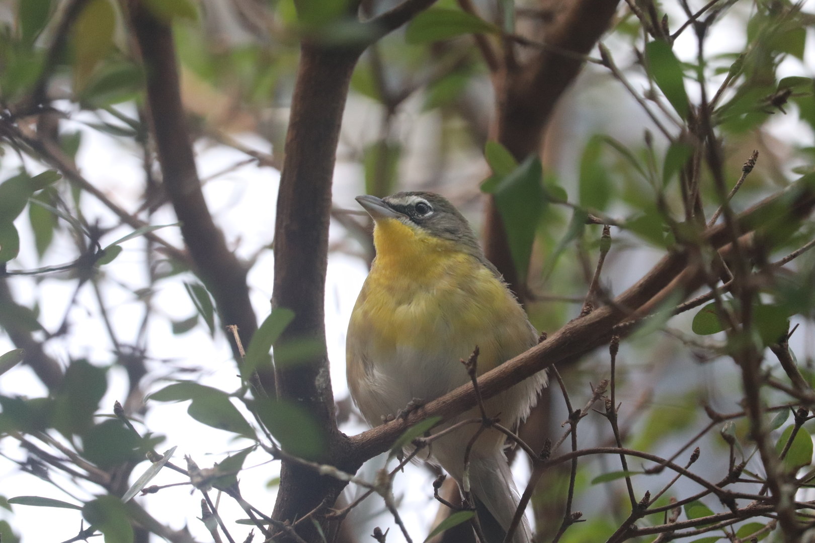 Bird House - Yellow-Breasted Chat