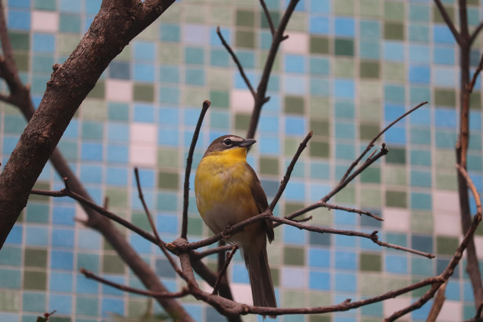 Bird House - Yellow-Breasted Chat