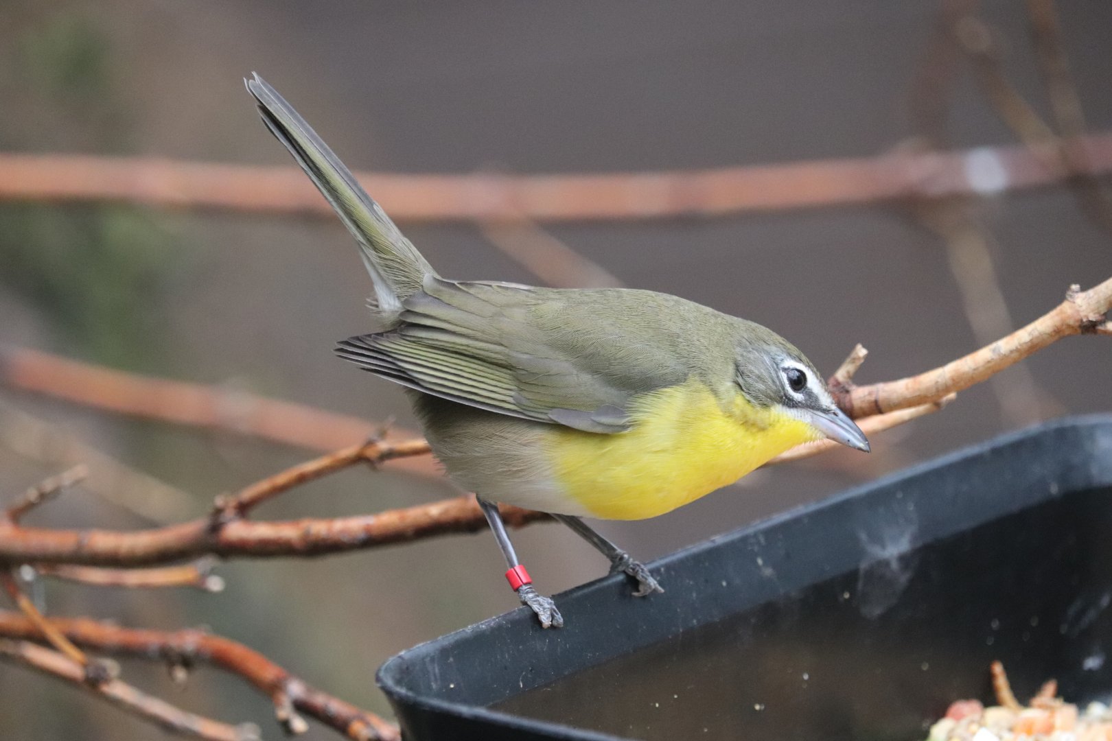 Bird House - Yellow-Breasted Chat