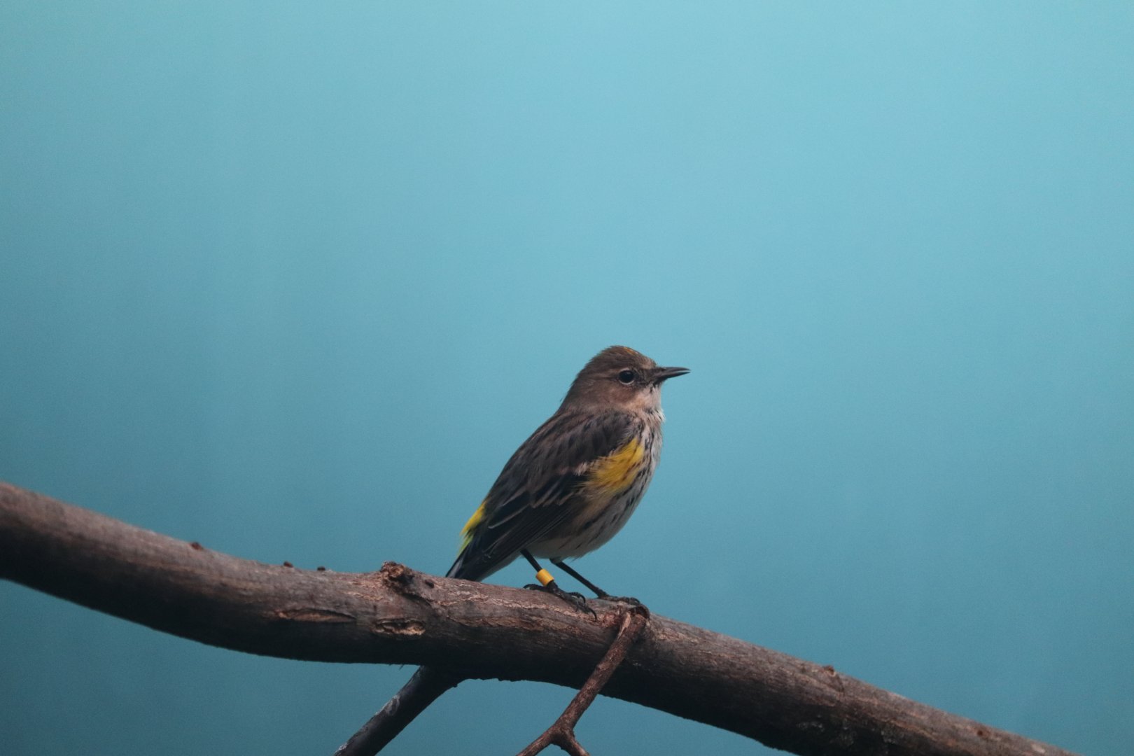 Bird House - Yellow-Rumped Warbler