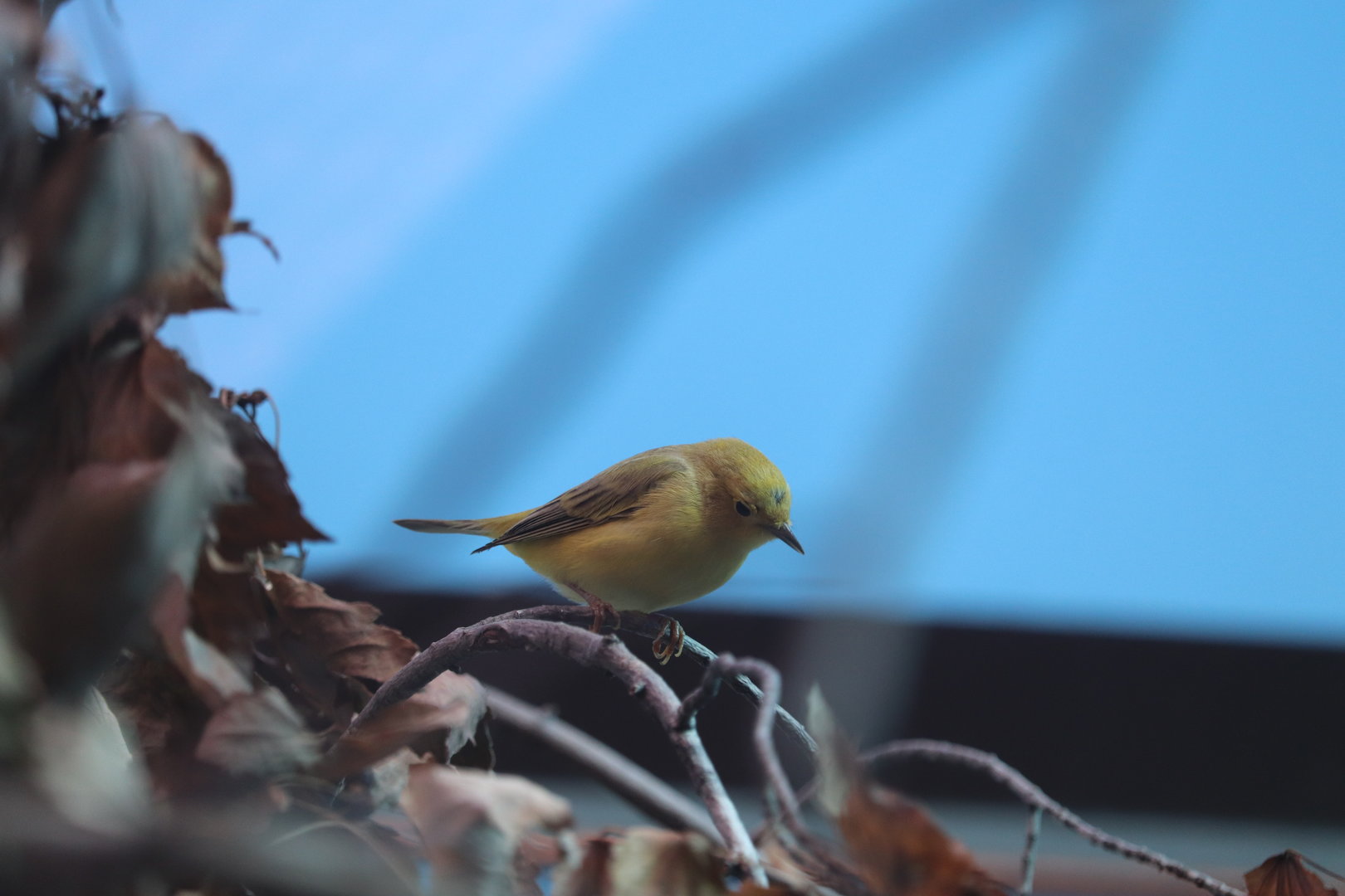 Bird House - Yellow Warbler