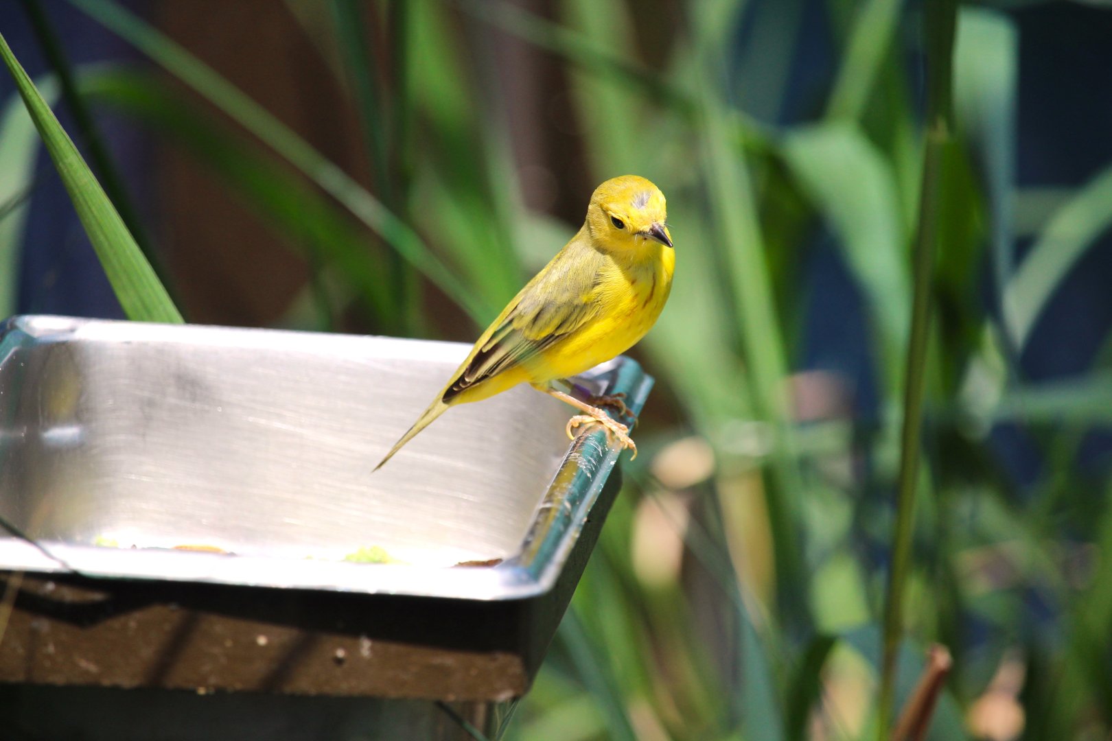 Bird House - Yellow Warbler