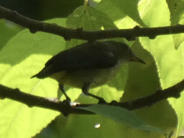 Bird Id? 1