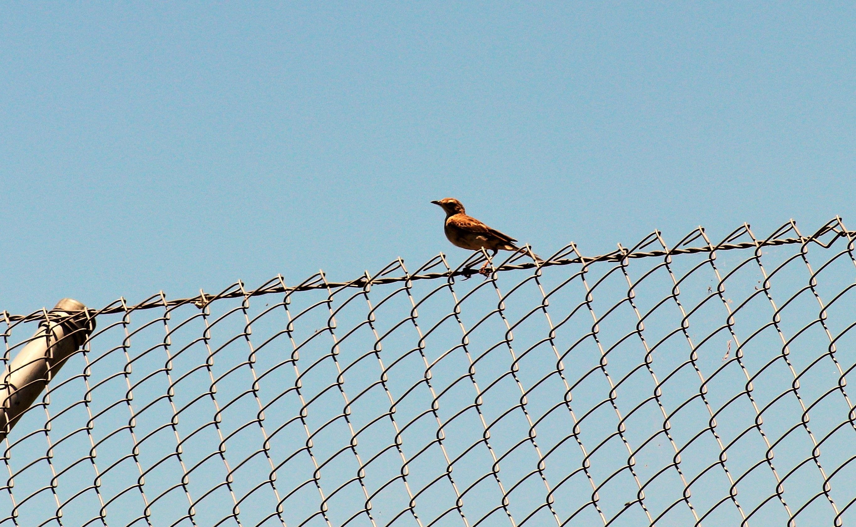 BIRD ID? Australia (Darling Downs Zoo)