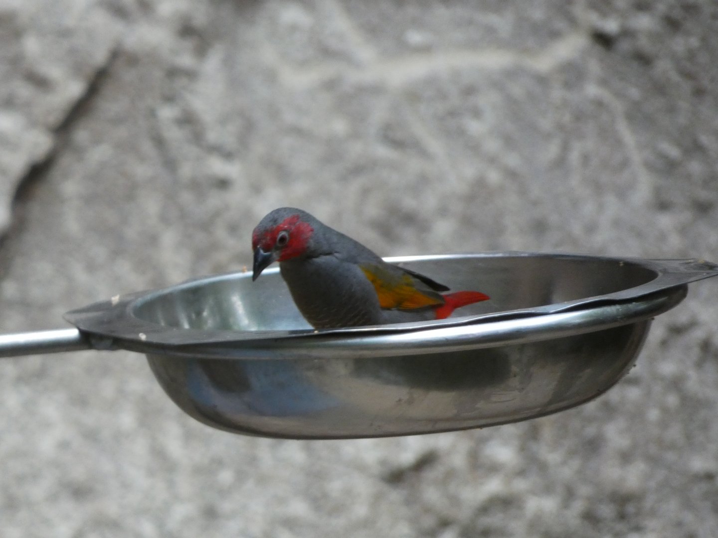 Bird ID? - Berlin Zoo