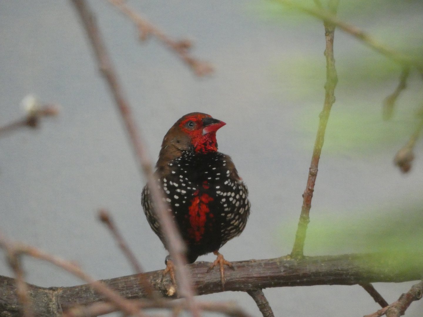 Bird ID? - Berlin Zoo