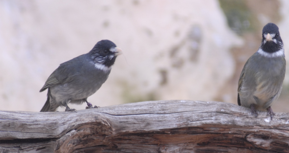 Bird ID? Birdland 2024
