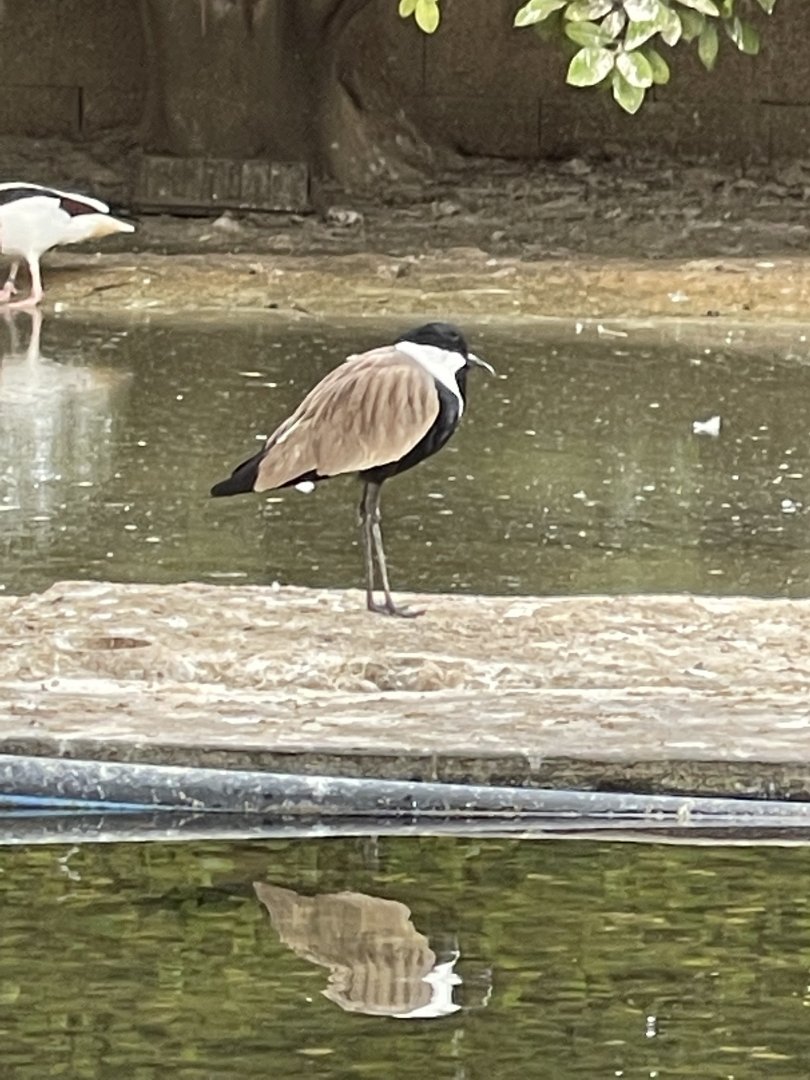 Bird ID ~ Birdpark Malta