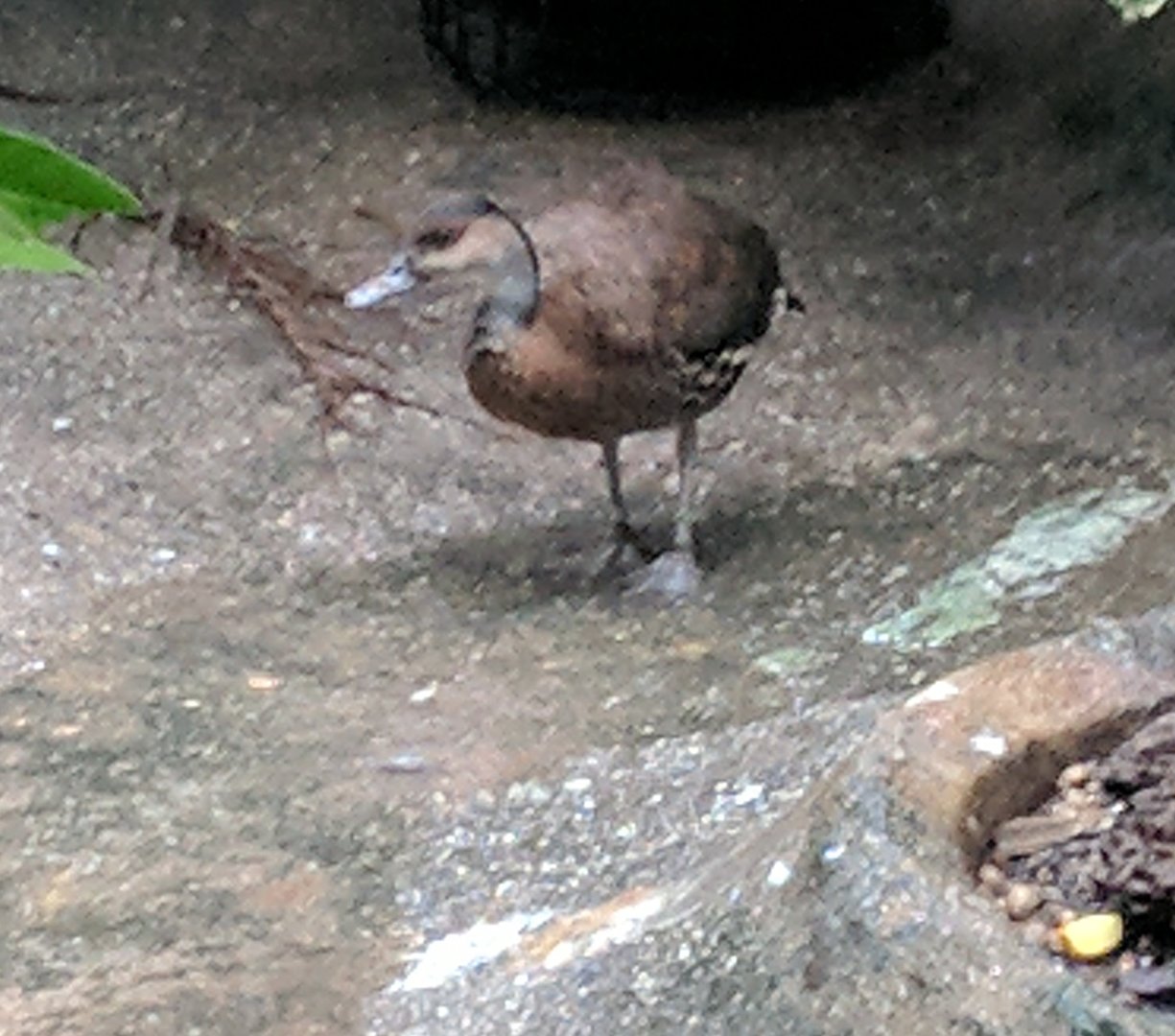 Bird ID - Bronx Zoo (2016-17)