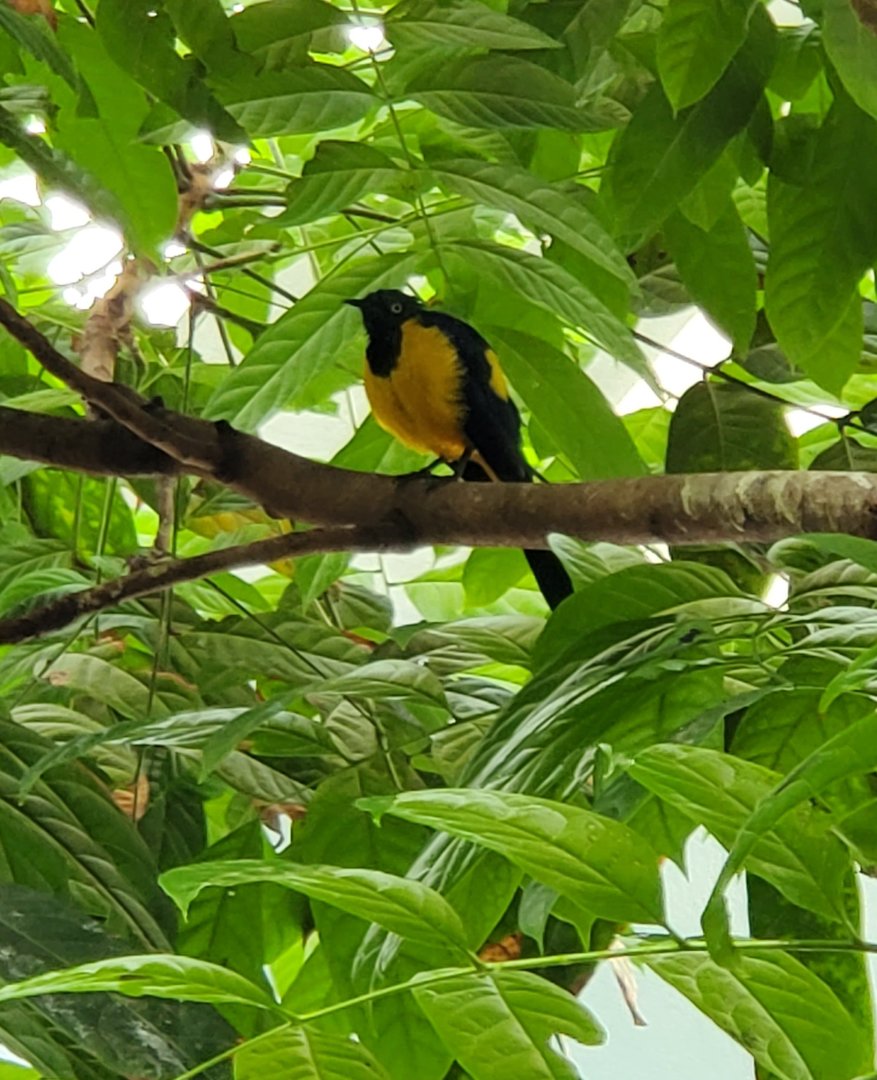 Bird ID - Bronx Zoo World Of Birds (2022)