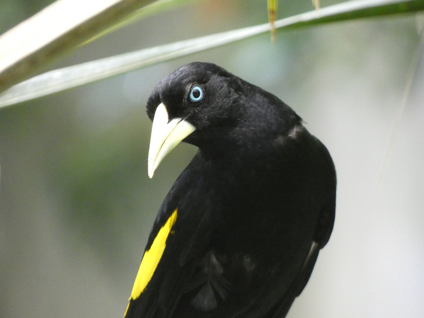 Bird ID? - California Academy of Sciences