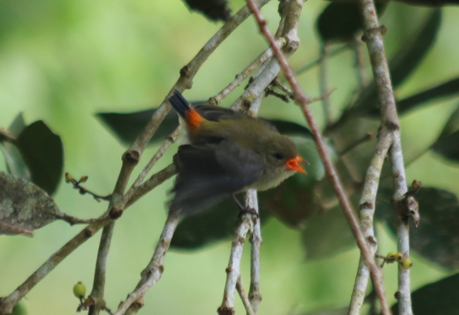 Bird ID? Cat Tien National Park