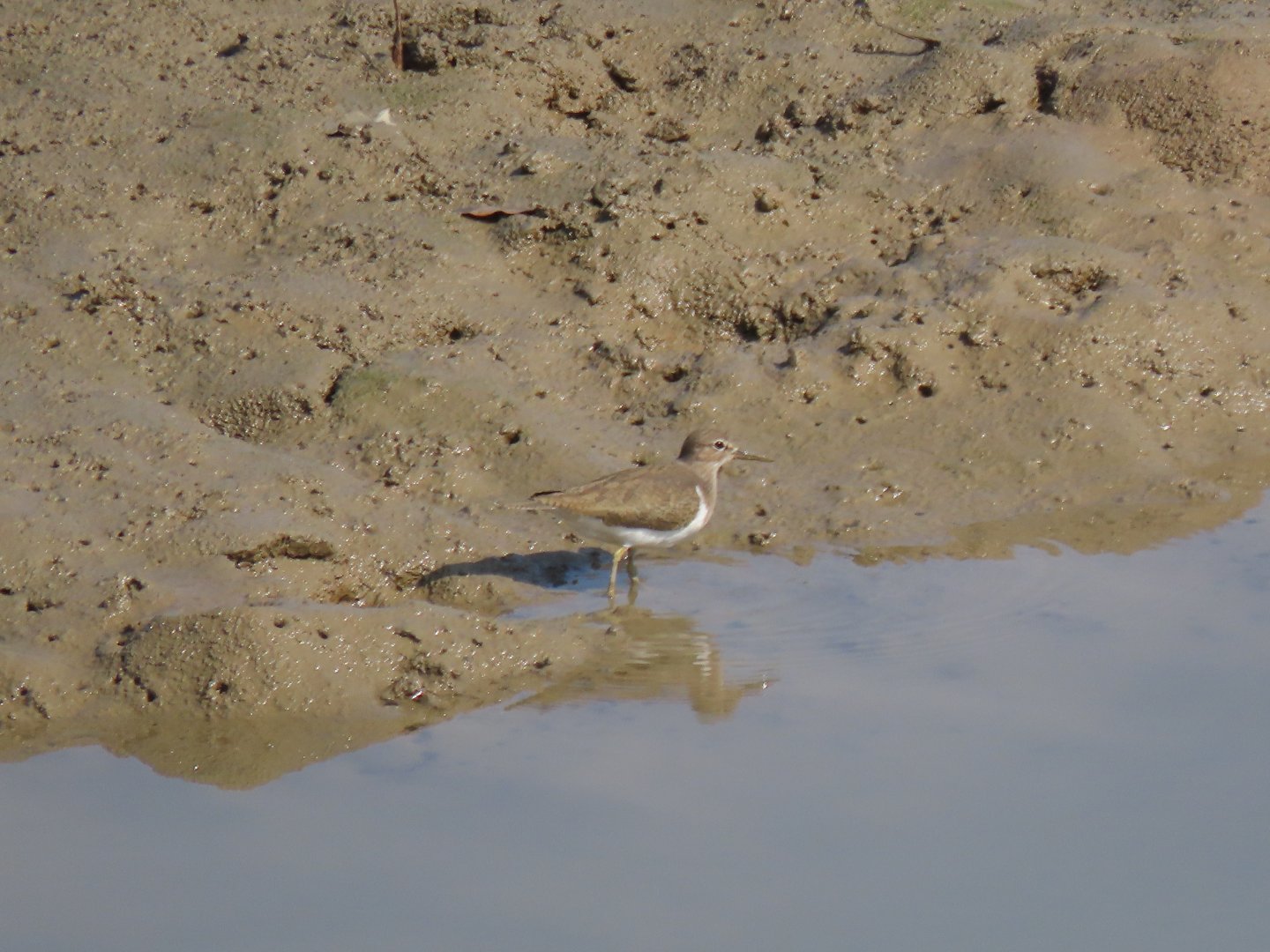 Bird ID? (Hong Kong)