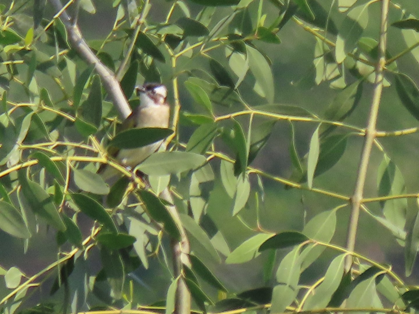 BIrd ID? (Hong Kong)
