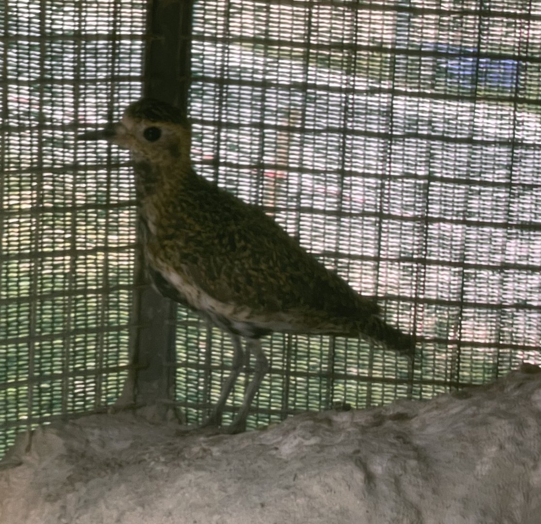 Bird ID? ~ L-Arka ta’ Noe