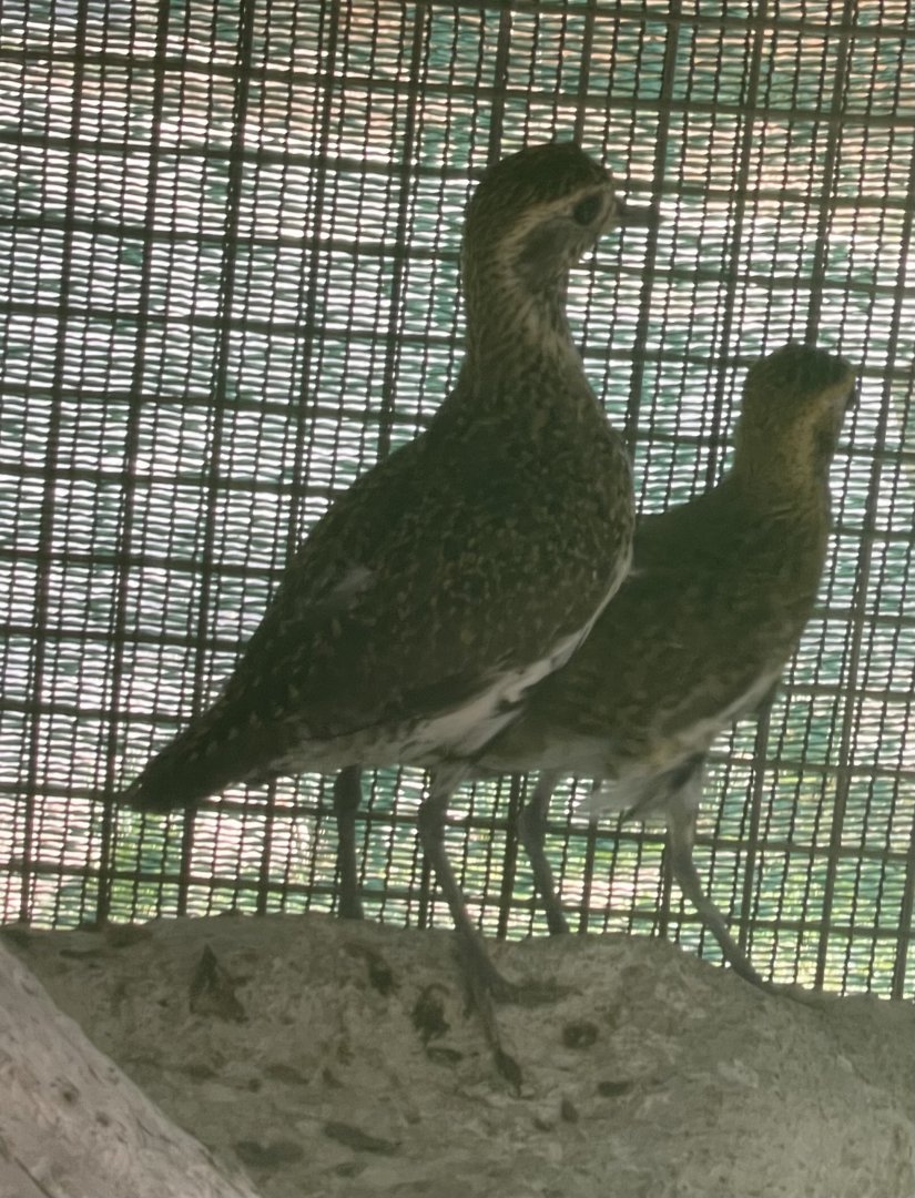 Bird ID? ~ L-Arka ta’ Noe