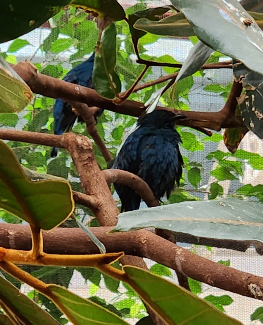 Bird ID - London Zoo