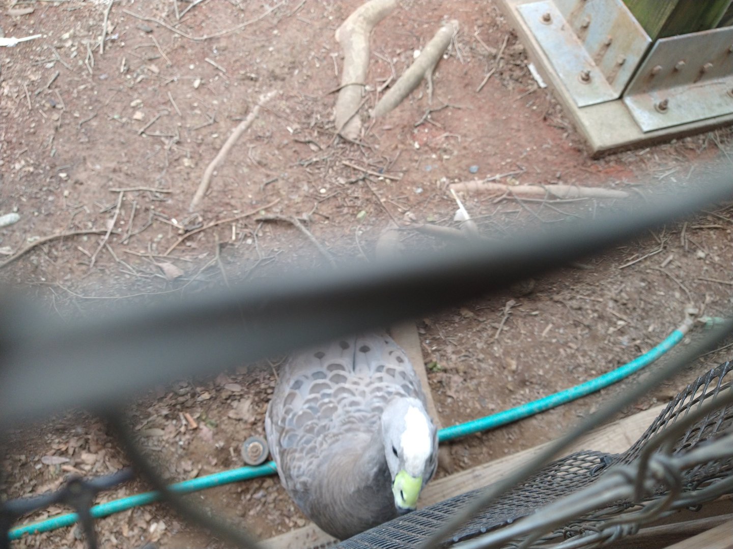 Bird ID Louisville, please?