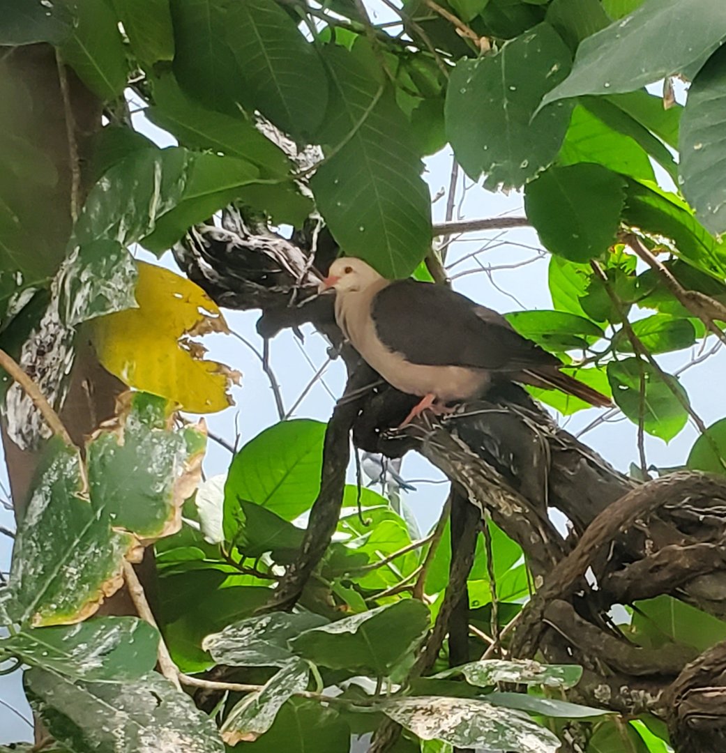 Bird ID - Mauritius Pink Dove?