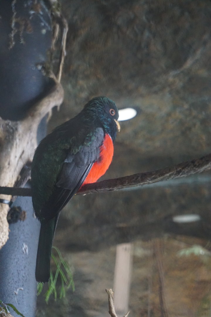 Bird ID? - Maybe same as other one